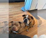 Small #1 American Pit Bull Terrier Mix