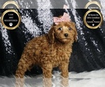 Small Photo #6 Poodle (Toy) Puppy For Sale in WARSAW, IN, USA