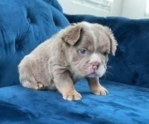 Alapaha Blue Blood Bulldog Puppy for sale in LONG BEACH, CA, USA