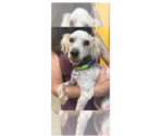 Small Shih-Poo