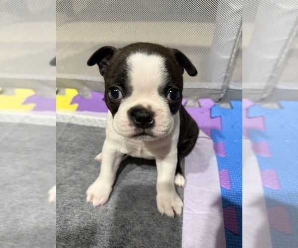 Medium Photo #4 Boston Terrier Puppy For Sale in MORENO VALLEY, CA, USA