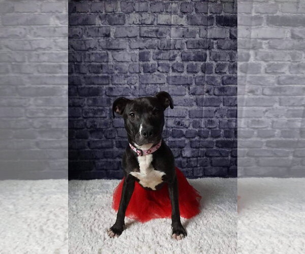 Medium Photo #65 American Pit Bull Terrier-Unknown Mix Puppy For Sale in Germantown, OH, USA