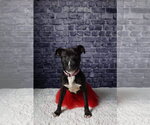 Small #64 American Pit Bull Terrier Mix