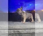 Small Photo #1 French Bulldog Puppy For Sale in PERRIS, CA, USA
