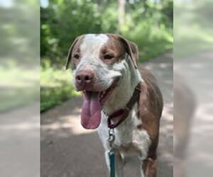 American Pit Bull Terrier-Unknown Mix Dogs for adoption in Oskaloosa, IA, USA