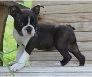 Boston Terrier Puppy for sale in BROOKSVILLE, FL, USA