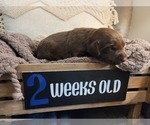 Small Photo #4 Labrador Retriever Puppy For Sale in BONAIRE, GA, USA
