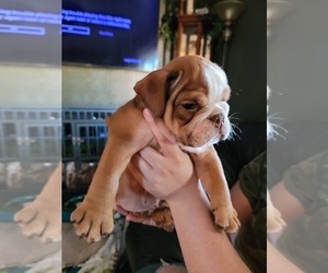 English Bulldog Puppy for sale in POPLAR, CA, USA