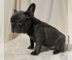 Small Photo #4 French Bulldog Puppy For Sale in BOAZ, AL, USA