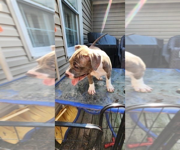 Medium Photo #41 American Bully Puppy For Sale in HARRISBURG, PA, USA