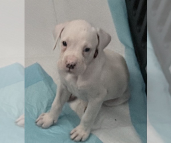 Medium Photo #6 Boxer Puppy For Sale in DISPUTANTA, VA, USA