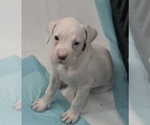Litter of 7 - Male(s) and Female(s) BoxerLitter of Puppies for Sale - Photo #6