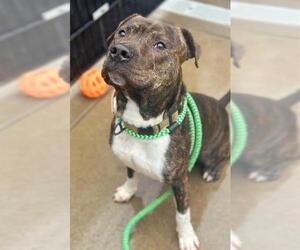 Mutt Dogs for adoption in Sacramento, CA, USA