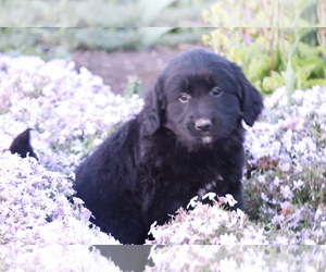 Golden Retriever-Mutt Mix Puppy for sale in SHILOH, OH, USA