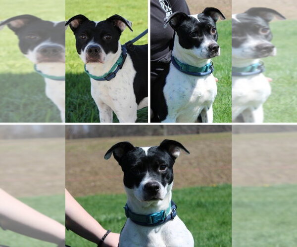 Medium Photo #1 Mutt Puppy For Sale in Pierceton , IN, USA