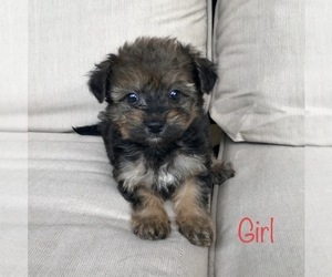 Pom-A-Poo-Pomeranian Mix Dogs for adoption in RICHMOND, MI, USA
