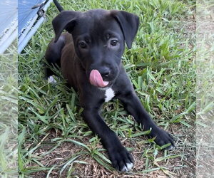 Labrador Retriever-Unknown Mix Dogs for adoption in The Woodlands, TX, USA