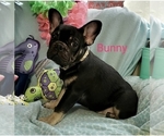 Small Photo #1 French Bulldog Puppy For Sale in OTTAWA LAKE, MI, USA
