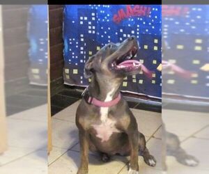 Mutt Dogs for adoption in Carrollton, TX, USA