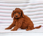 Small #2 Cavapoo-Poodle (Toy) Mix