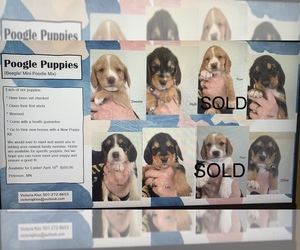 Poogle Puppy for sale in PETERSON, MN, USA
