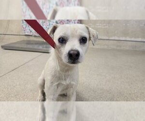 Chihuahua Dogs for adoption in Riverside, CA, USA