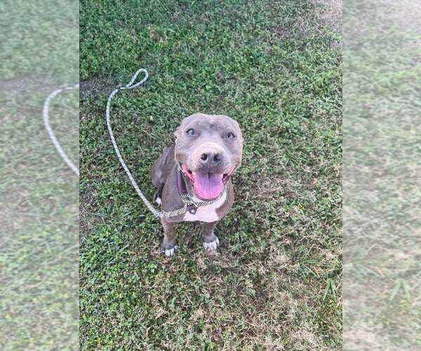 Medium Photo #1 Mutt Puppy For Sale in Abbeville, LA, USA