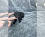 Small Photo #1 Goldendoodle (Miniature) Puppy For Sale in TOLEDO, OH, USA