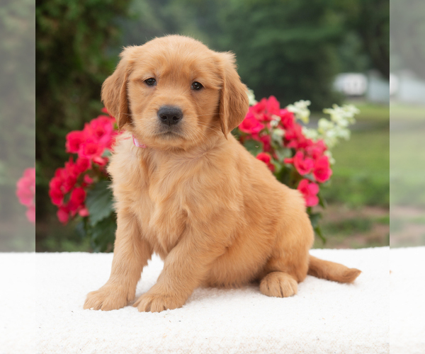 Medium Photo #2 Golden Retriever Puppy For Sale in NEWPORT, PA, USA