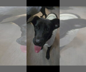 Labrador Retriever-Unknown Mix Dogs for adoption in Holly Springs, NC, USA