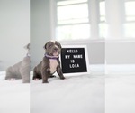 Small #25 American Pit Bull Terrier