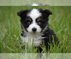 Miniature Australian Shepherd Puppy for sale in PALM COAST, FL, USA