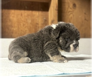 English Bulldog Puppy for sale in RALEIGH, NC, USA