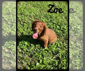 Goldendoodle (Miniature) Puppy for sale in ORANGE PARK, FL, USA