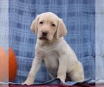 Small #2 Labrador Retriever