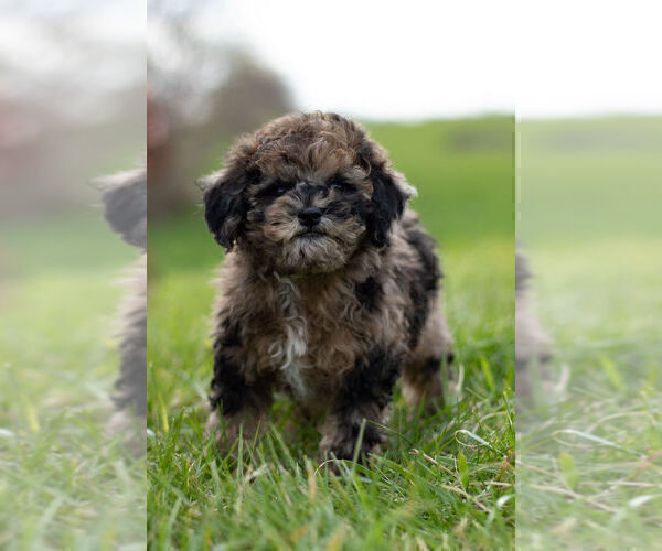 Medium Photo #7 ShihPoo Puppy For Sale in WARSAW, IN, USA