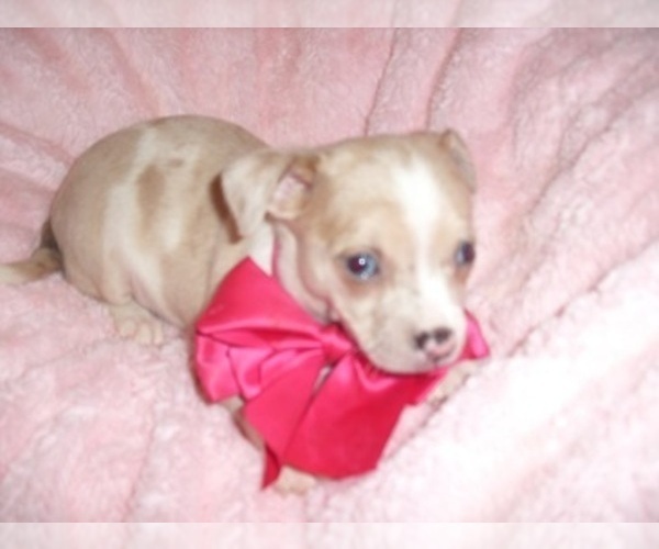 Medium Photo #3 Chihuahua Puppy For Sale in JACKSON, MS, USA