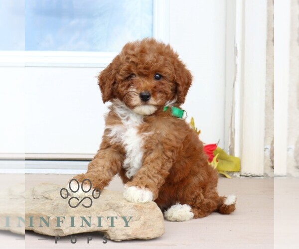 Medium Photo #5 Goldendoodle (Miniature) Puppy For Sale in GORDONVILLE, PA, USA