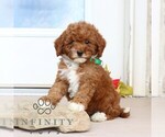Small #4 Goldendoodle (Miniature)