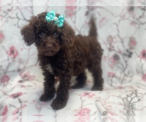 Cavapoo-Poodle (Miniature) Mix Puppy for sale in LAKELAND, FL, USA