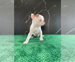 Small Photo #12 Boston Terrier Puppy For Sale in TULARE, CA, USA