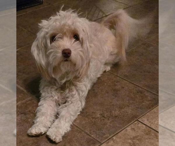 Medium Photo #2 Maltipoo (Miniature) Puppy For Sale in San Antonio, TX, USA