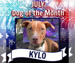Small #26 American Pit Bull Terrier-Blue Lacy Mix