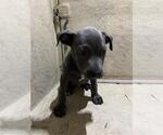 Small American Pit Bull Terrier Mix