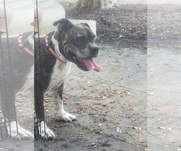 Medium Photo #21 Boxer-Unknown Mix Puppy For Sale in The Woodlands, TX, USA