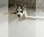 Small Photo #4 Siberian Husky Puppy For Sale in KISSIMMEE, FL, USA