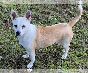 Jack Russell Terrier-Unknown Mix Dogs for adoption in Rustburg, VA, USA