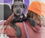 Small #4 Irish Wolfhound Mix