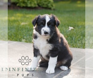 Miniature Australian Shepherd Puppy for sale in COATESVILLE, PA, USA