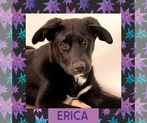 Erica - Female Scottish Collisky Dog for Adoption - Photo #3
